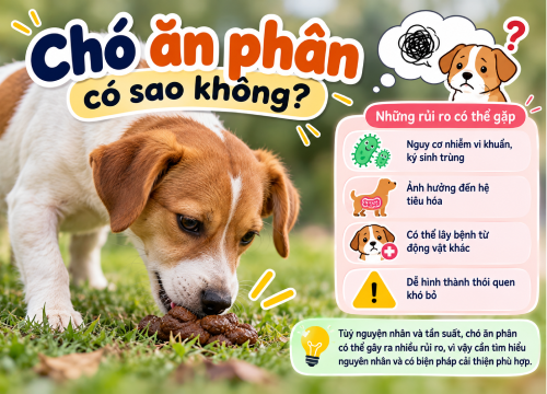Chó ăn phân có sao không?