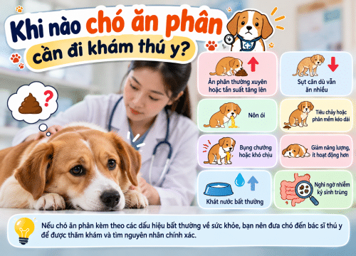 Khi nào chó ăn phân cần đi khám thú y?