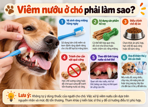 Viêm nướu ở chó phải làm sao?