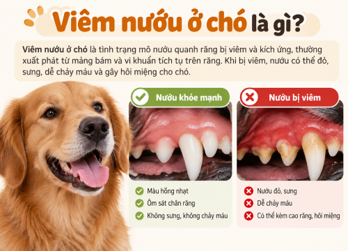 Viêm nướu ở chó là gì?